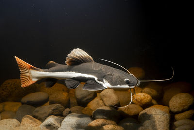 Underwater photography of the red tail catfish phractocephalus hemiliopterus 