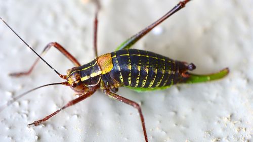 Close-up of insect