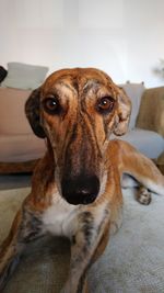 Close-up portrait of dog at home