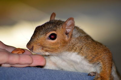 Close-up of hand holding a rabbit