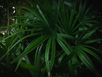 High angle view of plants growing on field