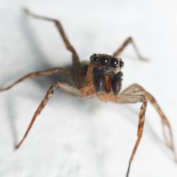 Close-up of spider