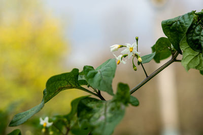 Close-up of flowering plant