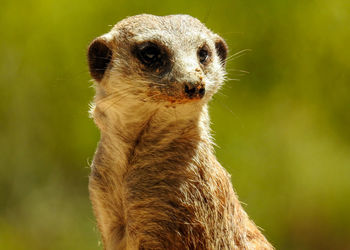 Close-up of a meerkat  looking away