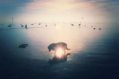 Reflection of dog on wet shore