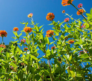 Low angle view of flowering plants against blue sky