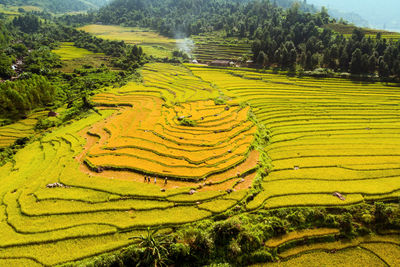 Scenic view of rice paddy field