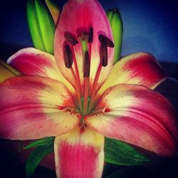 Close-up of day lily blooming outdoors