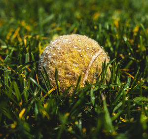 Close-up of mushroom growing on field