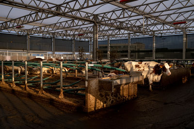 Cows in a shed