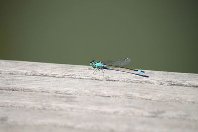 Close-up of fly on wood