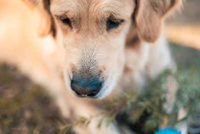 Close-up portrait of golden retriever