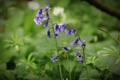 Close-up of bluebells in the woods 