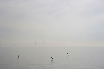 Birds flying over sea against sky