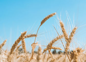 Close-up of wheat growing on field against sky