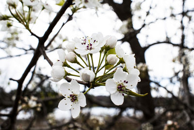 Close-up of white cherry blossoms in spring