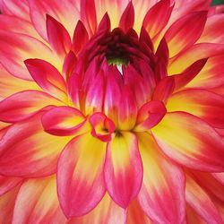 Close-up of pink flower