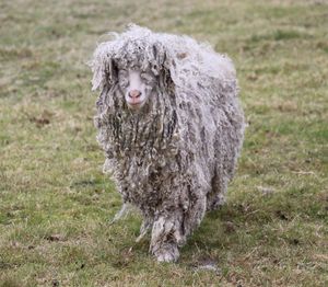 Portrait of a angora goat on field