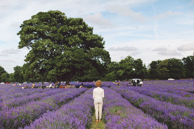 Rear view of standing on lavender field
