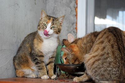 Portrait of a cat sitting