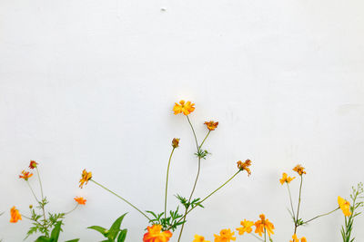 Low angle view of red flowers against wall