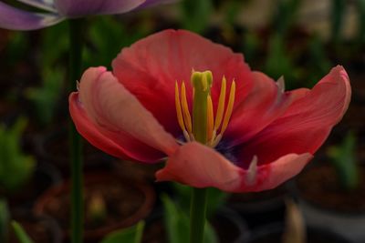 Close-up of red flower