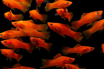 Close-up of fish swimming in sea