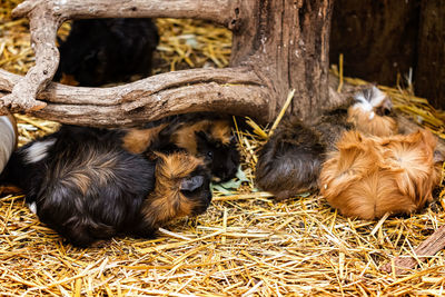 High angle view of hamsters at zoo