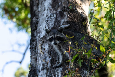 Young raccoon procyon lotor marinus forages for food in naples florida among the forest.