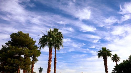 Low angle view of coconut palm trees against blue sky