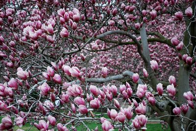 Close-up of pink flowers on tree