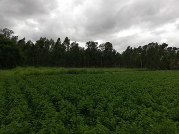 Scenic view of agricultural field against sky