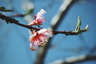 Close-up of pink flowers blooming on tree