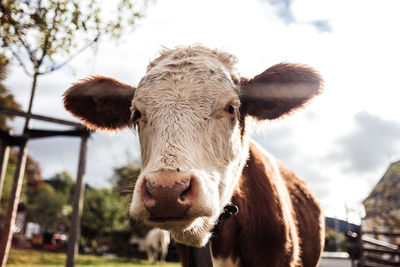 Close-up of cow