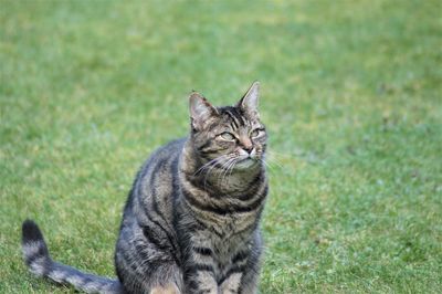 Cat sitting on field