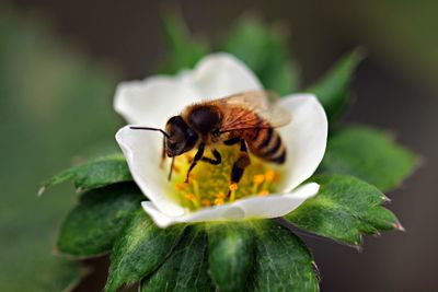 Close-up of bee pollinating on flower