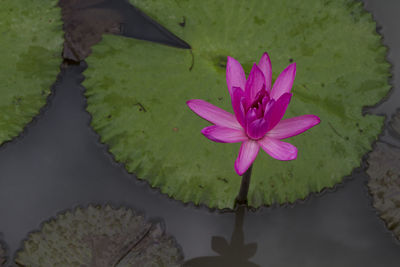 High angle view of lotus water lily in pond