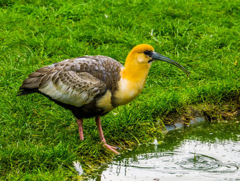 Close-up of duck perching on grass by lake