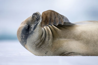 Close-up of crabeater seal scratching its neck