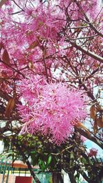 Low angle view of pink flowers blooming on tree