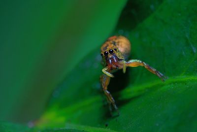 Close-up of spider