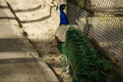 Close-up of peacock in cage