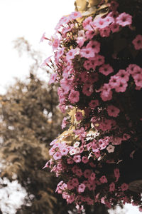 Close-up of pink cherry blossom tree