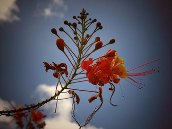 Close-up of flowers blooming against sky