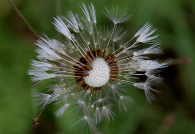 Close-up of dandelion flower