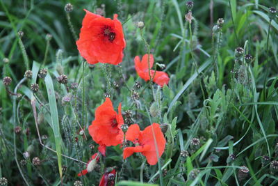 Close-up of poppy flowers blooming on field