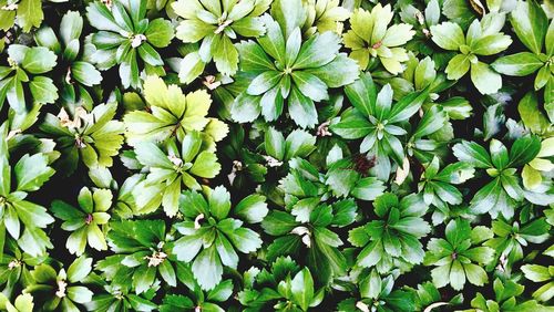 Full frame shot of plants