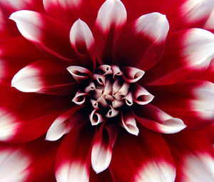 Close-up of pink flower