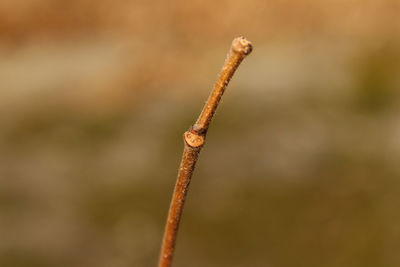 Close-up of rusty metal on wood