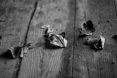 Close-up of wooden plank